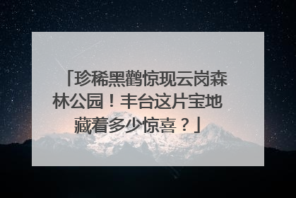 珍稀黑鹳惊现云岗森林公园！丰台这片宝地藏着多少惊喜？