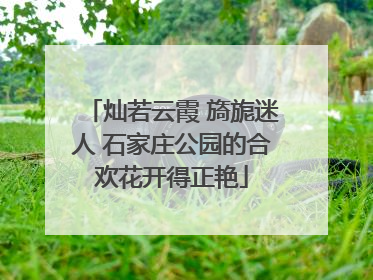 灿若云霞 旖旎迷人 石家庄公园的合欢花开得正艳