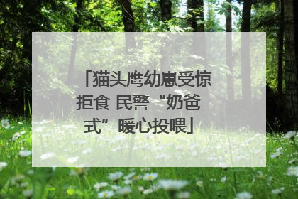 猫头鹰幼崽受惊拒食 民警“奶爸式”暖心投喂