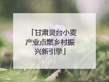 甘肃灵台小麦产业点燃乡村振兴新引擎