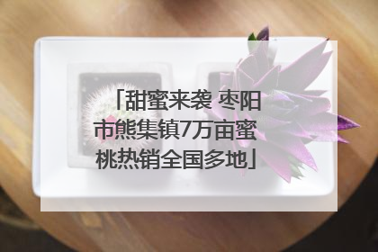 甜蜜来袭 枣阳市熊集镇7万亩蜜桃热销全国多地