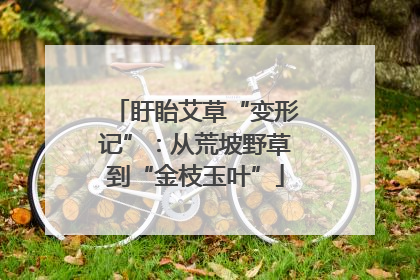 盱眙艾草“变形记”：从荒坡野草到“金枝玉叶”