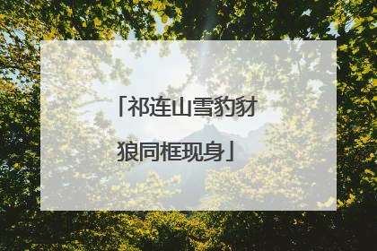 祁连山雪豹豺狼同框现身