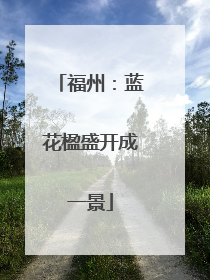 福州：蓝花楹盛开成一景