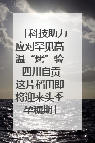 科技助力应对罕见高温“烤”验 四川自贡这片稻田即将迎来头季孕穗期