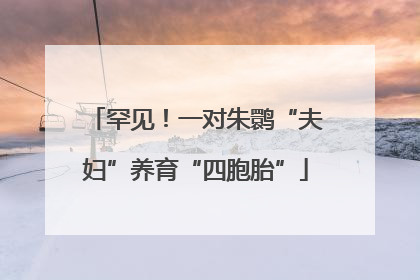 罕见！一对朱鹮“夫妇”养育“四胞胎”