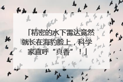 精密的水下雷达竟然就长在海豹脸上，科学家直呼“真香”！