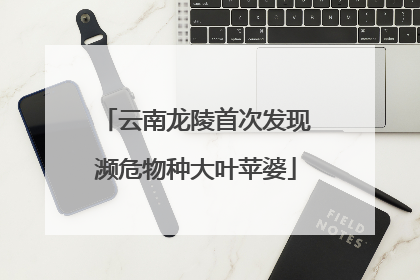 云南龙陵首次发现濒危物种大叶苹婆