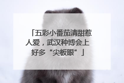 五彩小番茄清甜惹人爱，武汉种博会上好多“尖板眼”
