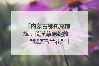 内蒙古鄂托克前旗：荒漠草原绽放“能源马兰花”