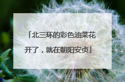 北三环的彩色油菜花开了，就在朝阳安贞