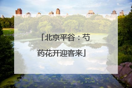 北京平谷：芍药花开迎客来
