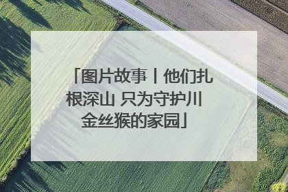 图片故事丨他们扎根深山 只为守护川金丝猴的家园
