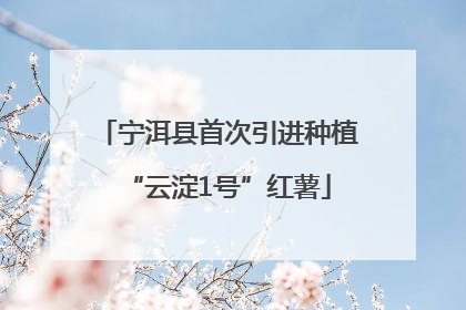 宁洱县首次引进种植“云淀1号”红薯