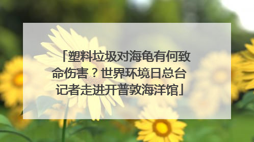 塑料垃圾对海龟有何致命伤害？世界环境日总台记者走进开普敦海洋馆
