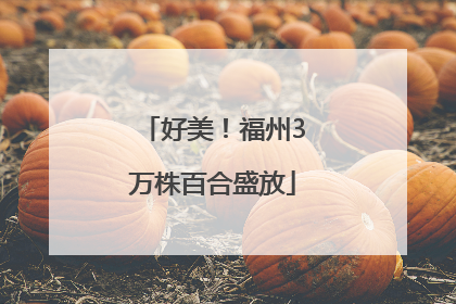 好美！福州3万株百合盛放