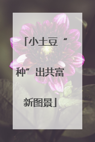 小土豆“种”出共富新图景