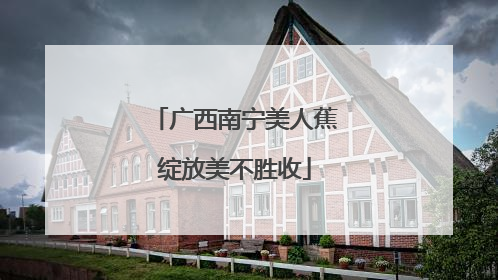 广西南宁美人蕉绽放美不胜收