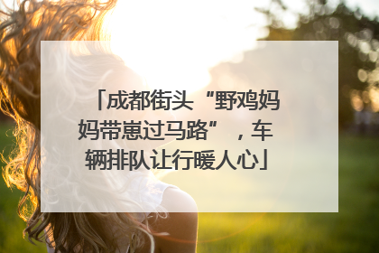 成都街头“野鸡妈妈带崽过马路”，车辆排队让行暖人心