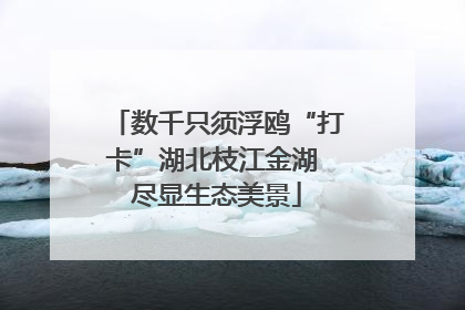 数千只须浮鸥“打卡”湖北枝江金湖 尽显生态美景