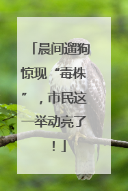 晨间遛狗惊现“毒株”，市民这一举动亮了！