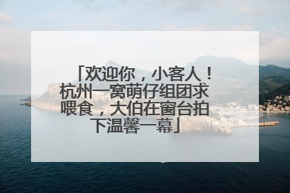 欢迎你，小客人！杭州一窝萌仔组团求喂食，大伯在窗台拍下温馨一幕