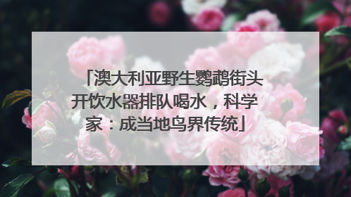澳大利亚野生鹦鹉街头开饮水器排队喝水，科学家：成当地鸟界传统