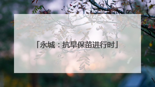 永城：抗旱保苗进行时