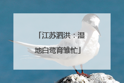江苏泗洪：湿地白鹭育雏忙