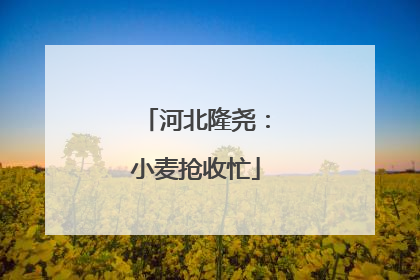 河北隆尧：小麦抢收忙