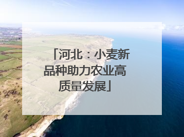 河北：小麦新品种助力农业高质量发展