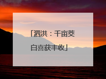 泗洪：千亩茭白喜获丰收