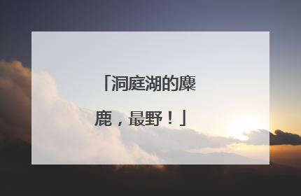 洞庭湖的麋鹿，最野！