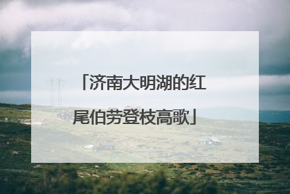 济南大明湖的红尾伯劳登枝高歌