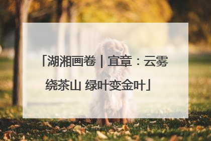 湖湘画卷｜宜章：云雾绕茶山 绿叶变金叶