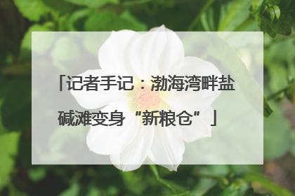 记者手记：渤海湾畔盐碱滩变身“新粮仓”
