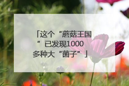 这个“蘑菇王国”已发现1000多种大“菌子”