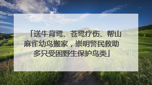 送牛背鹭、苍鹭疗伤、帮山麻雀幼鸟搬家，崇明警民救助多只受困野生保护鸟类
