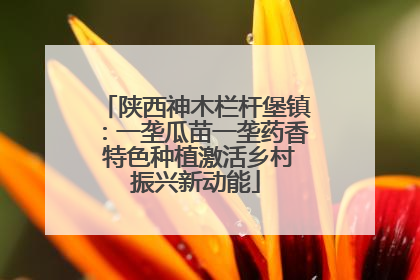 陕西神木栏杆堡镇：一垄瓜苗一垄药香 特色种植激活乡村振兴新动能