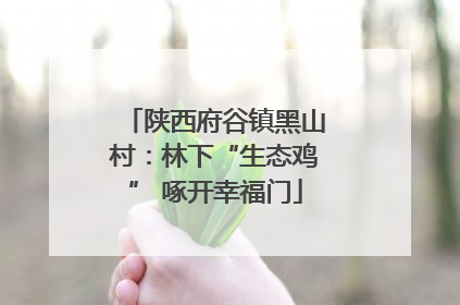 陕西府谷镇黑山村：林下“生态鸡” 啄开幸福门