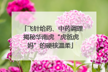 飞针给药、中药调理 揭秘华南虎“虎爸虎妈”的硬核温柔