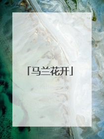 马兰花开