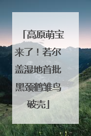 高原萌宝来了！若尔盖湿地首批黑颈鹤雏鸟破壳