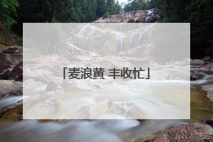 麦浪黄 丰收忙