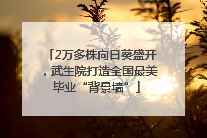 2万多株向日葵盛开，武生院打造全国最美毕业“背景墙”