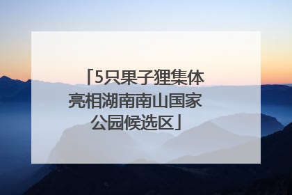 5只果子狸集体亮相湖南南山国家公园候选区