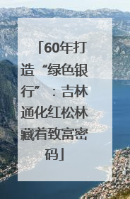 60年打造“绿色银行”：吉林通化红松林藏着致富密码